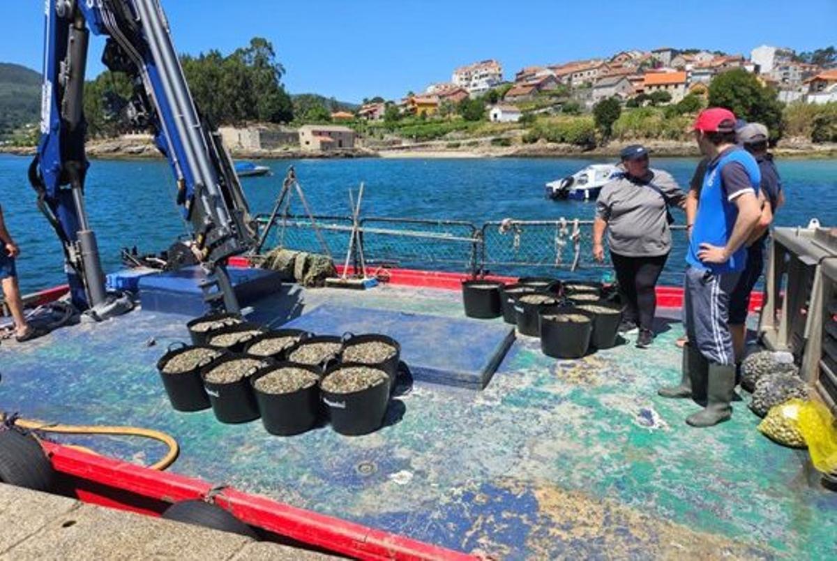 Semillas preparadas para repoblar.