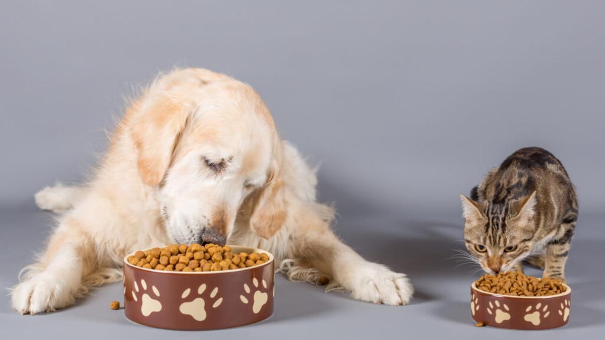 perro y gato comiendo
