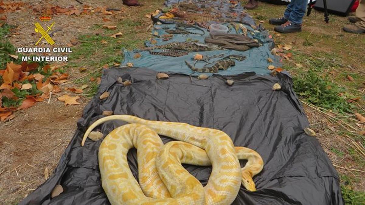 Golpe al tráfico de reptiles protegidos