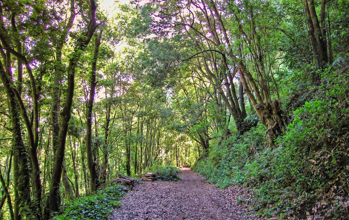 Bosque de Los Tilos, La Palma