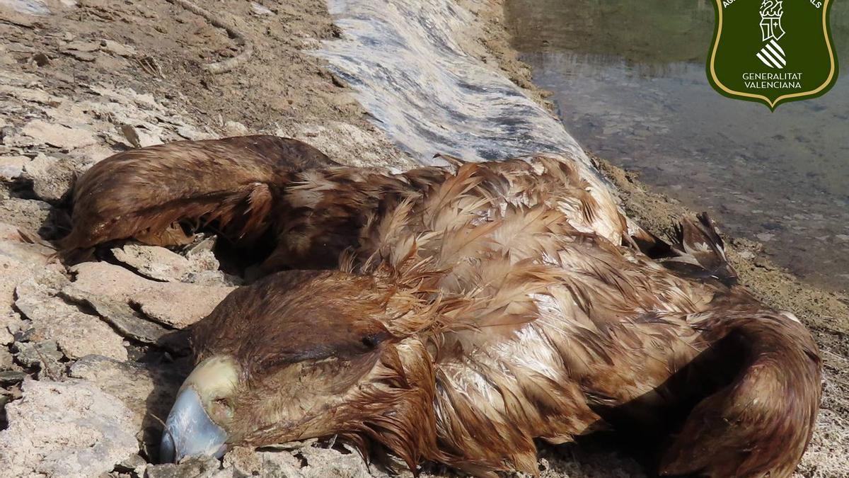 Un águila imperial y dos zorros mueren ahogados en dos balsas de Venta del Moro