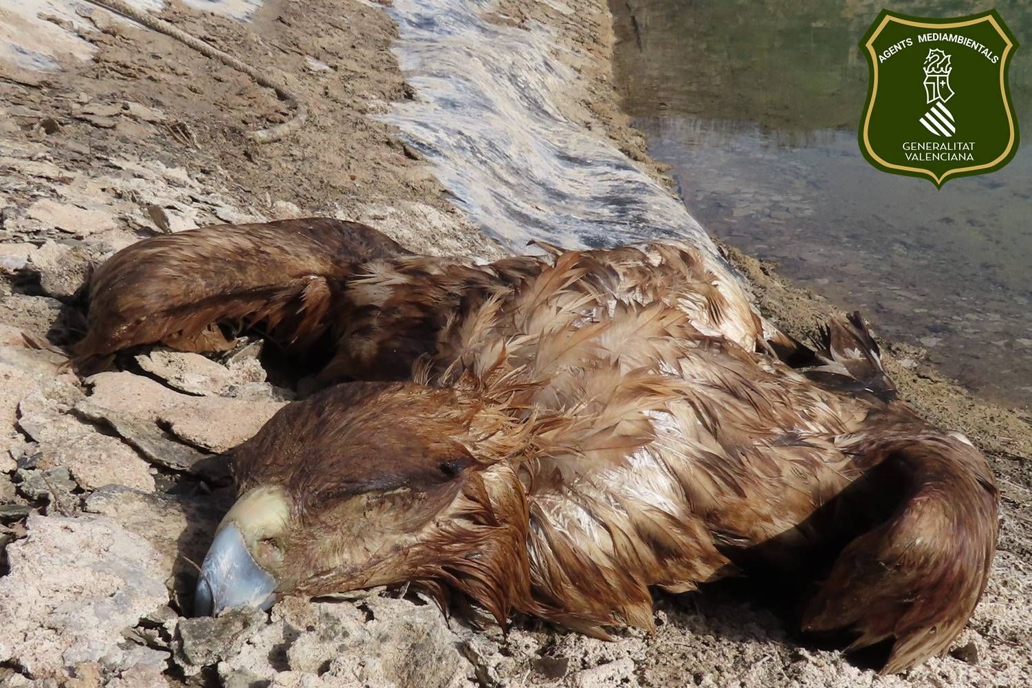 Un águila imperial y dos zorros mueren ahogados en dos balsas de Venta del Moro