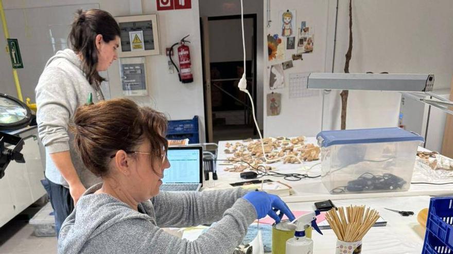 Protección y cuidado especial para el Hércules y los restos hallados en Vila