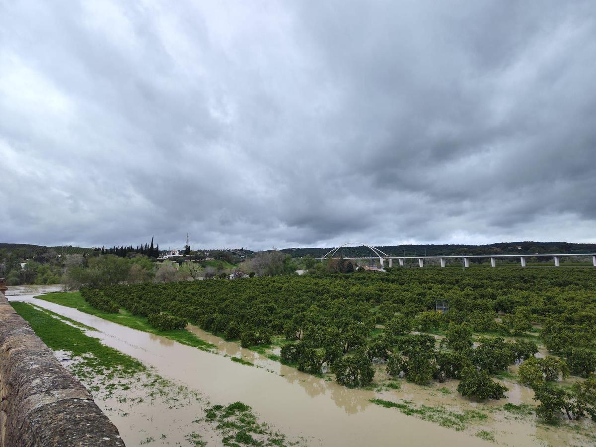 Cultivo citrícola afectado por la crecida del Guadalquivir en Palma del Río.