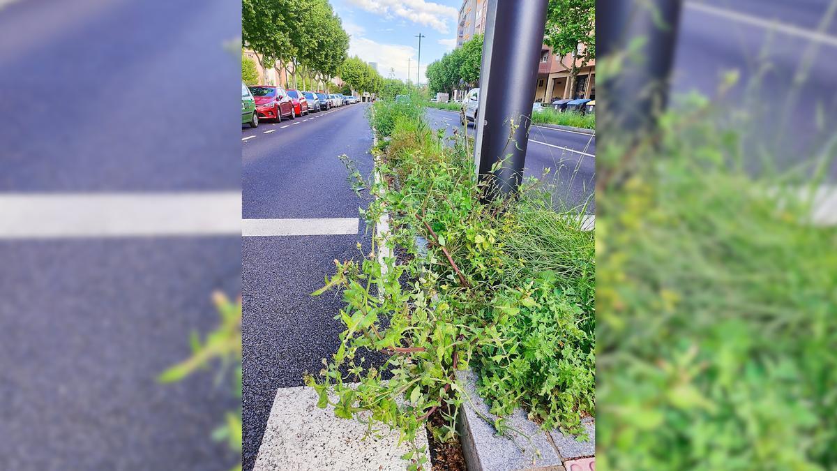 Vegetación en la avenida de Cardenal Cisneros.