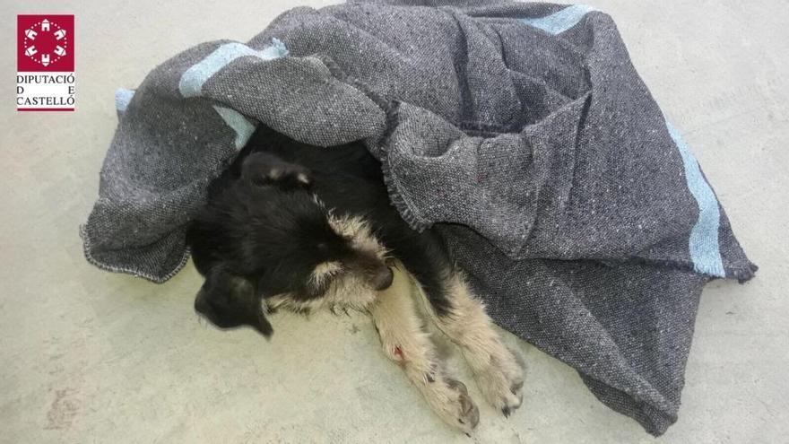 Excarcelan a un perro que había quedado atrapado tras un atropello en Càlig