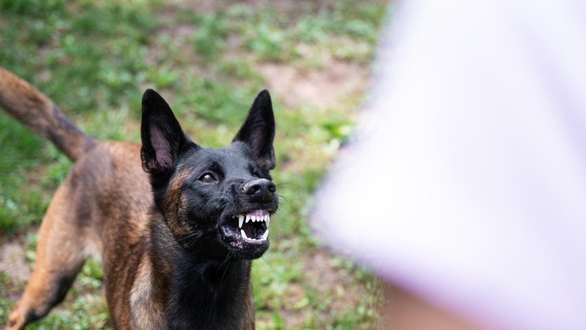 El truco infalible para mantener a los perros a raya: ¡sorpréndete con la palabra prohibida!