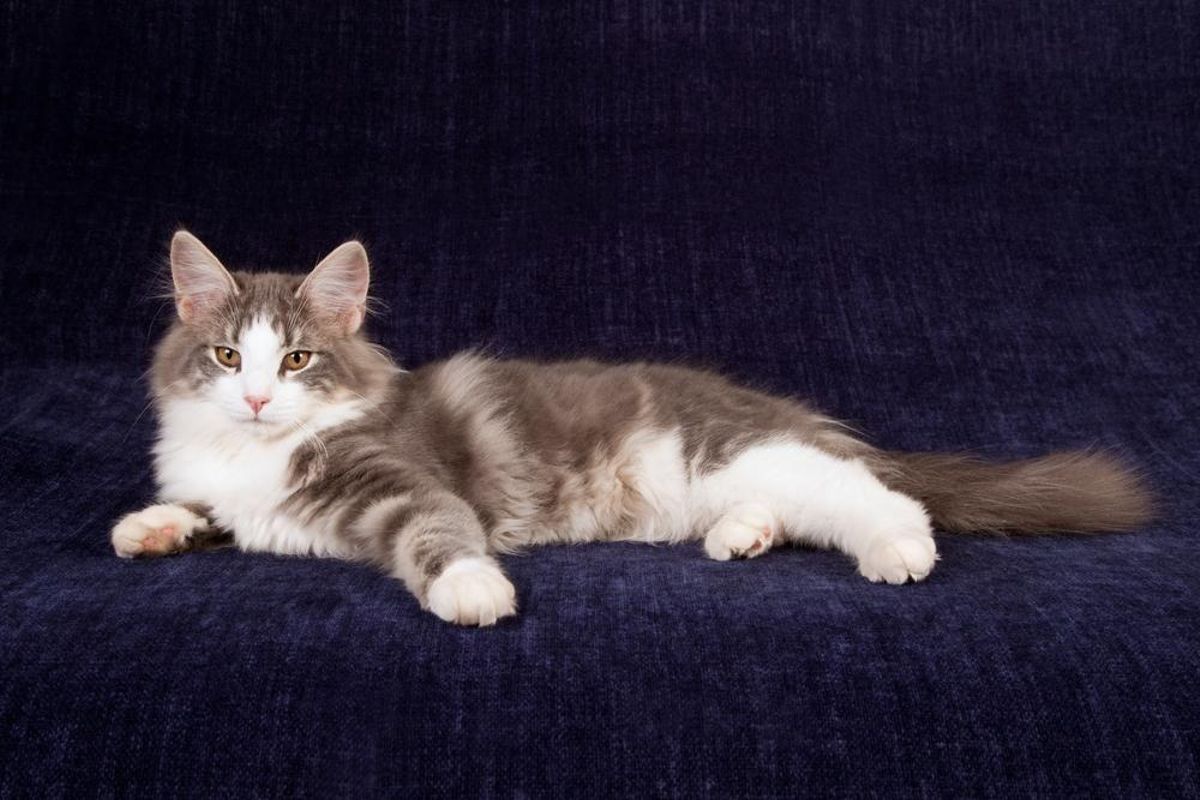 Un gato Bosques de Noruega.