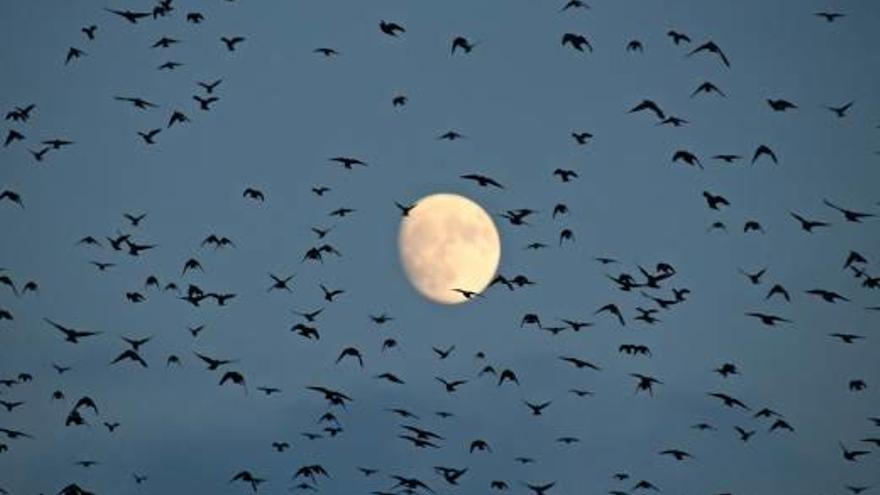 Gran volada d&#039;estornells davant la lluna de l&#039;Empordà