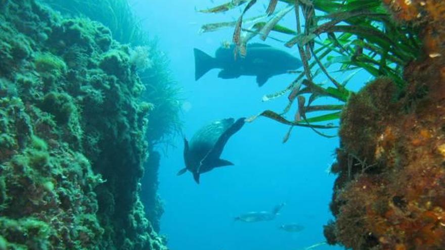 Reserva de Tabarca: Preservación de una biodiversidad única