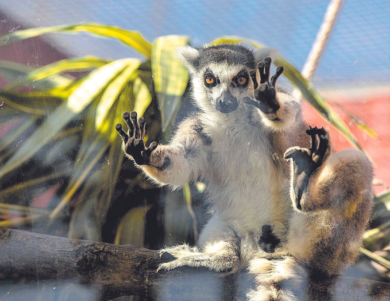 Un lemur recuperado en las instalaciones del Cofib de Naturaparc.jpg