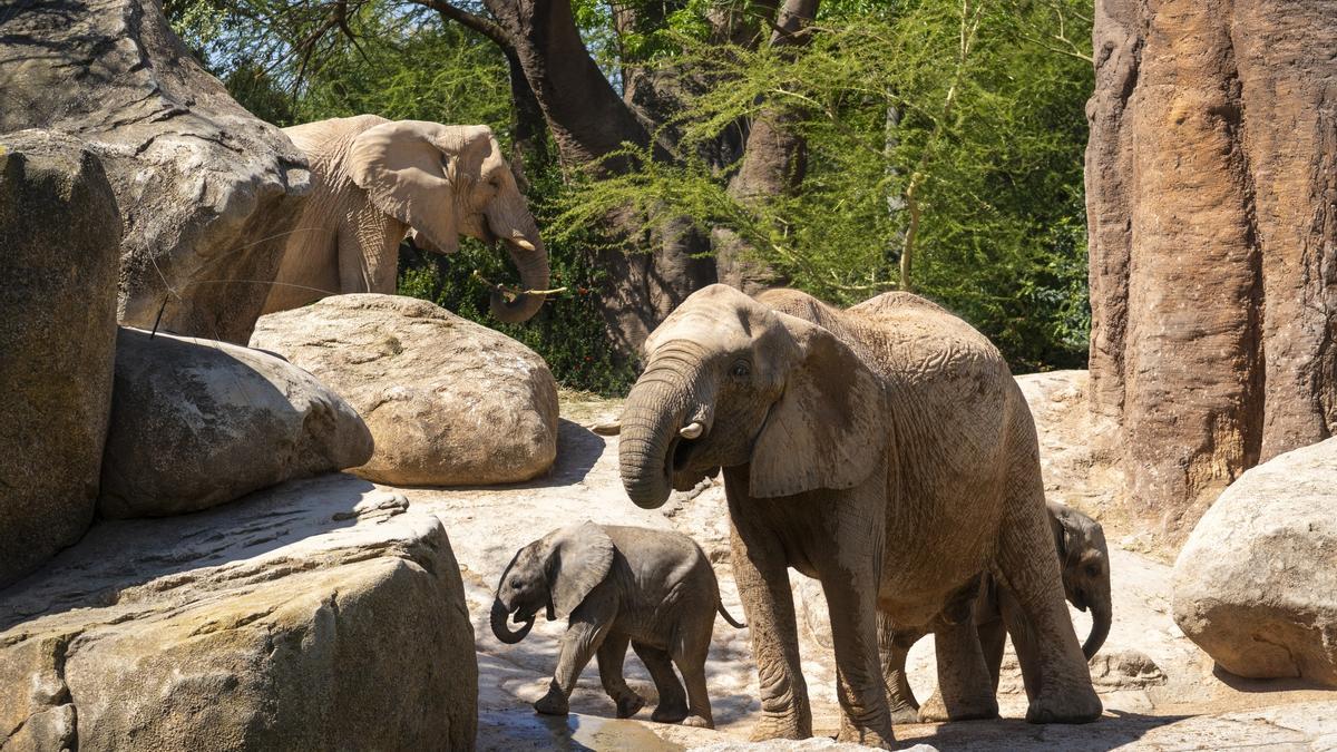 Bioparc Valencia se encuentra en un momento muy especial, con el nacimiento de la segunda cría de elefante africano de la Comunitat Valenciana.