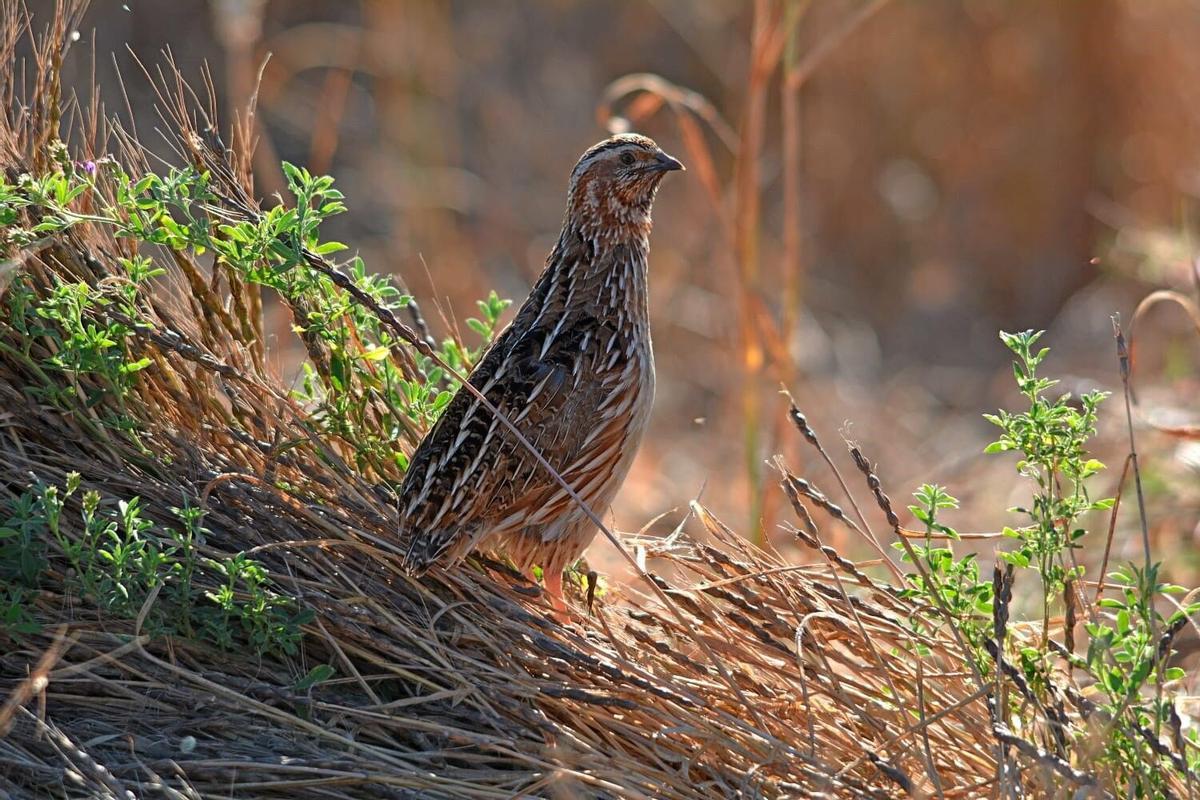 Imagen de una codorniz común.