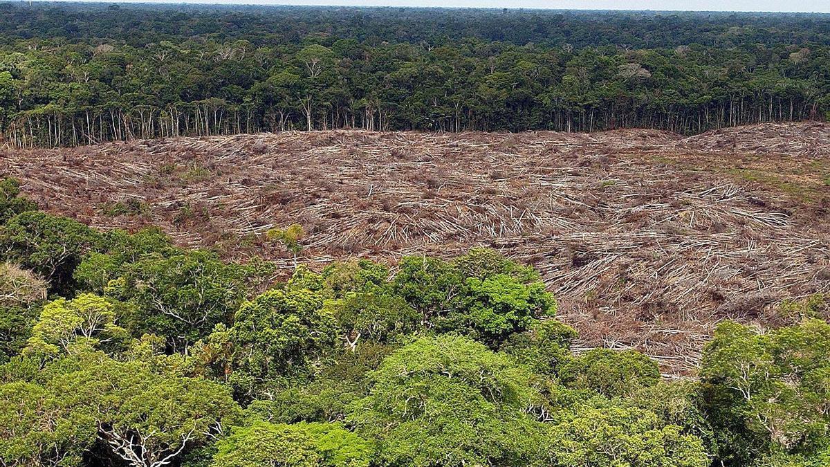 La deforestación del Amazonas sigue avanzando