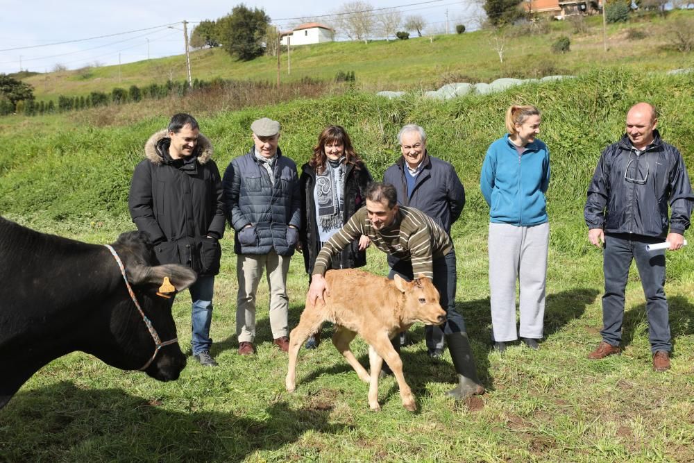 "Willy", ternero nacido por fecundación in vitro