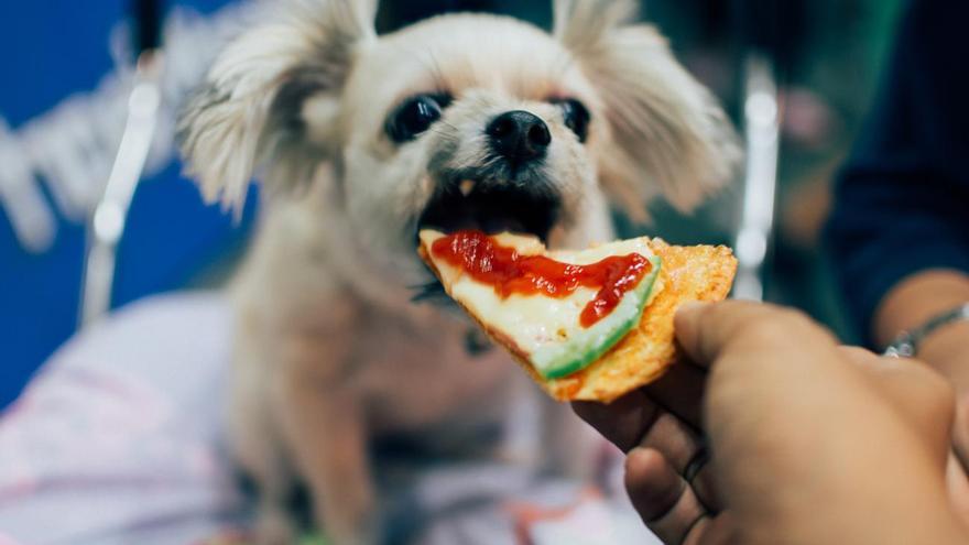 ¿Los perros pueden comer queso? La respuesta podría cambiar la forma en que premias a tu mascota