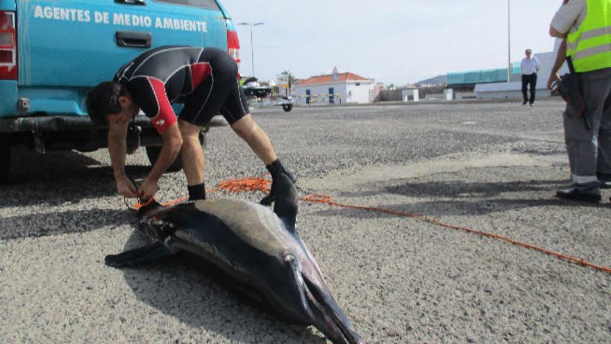 Aparecen los cadáveres de dos delfines comunes en la costa