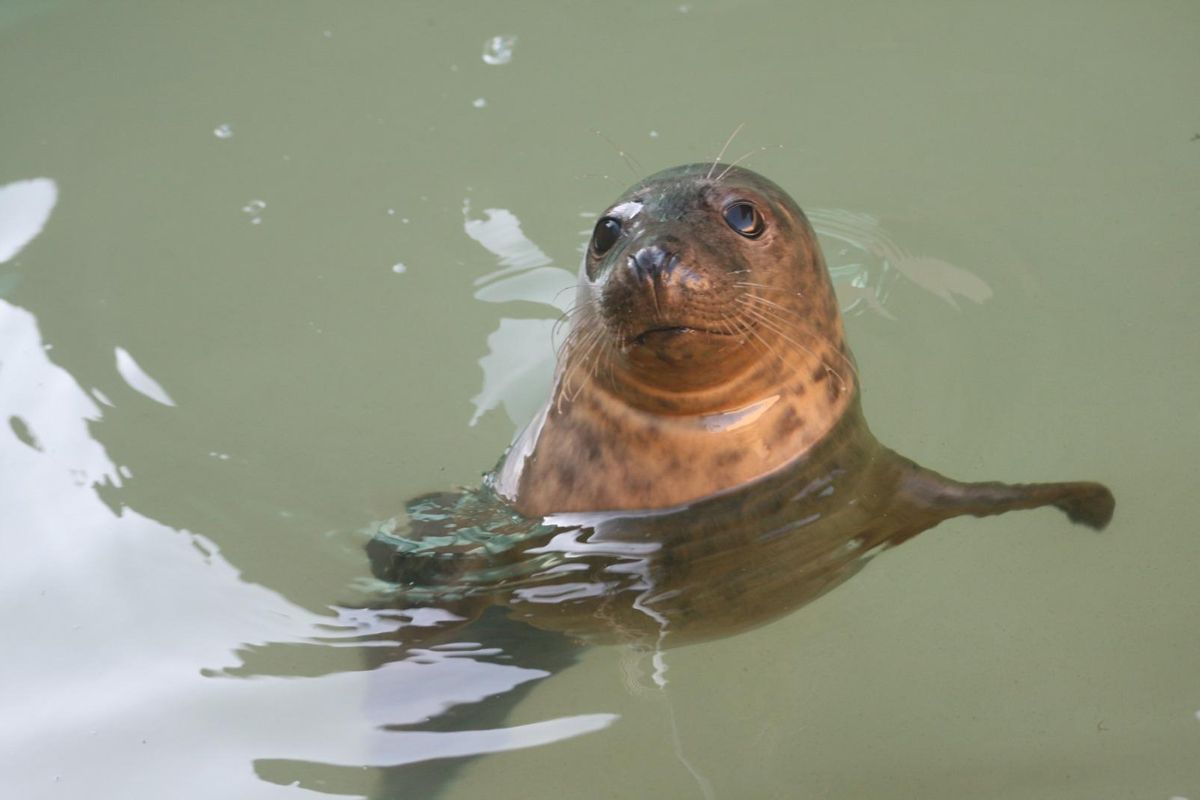 La foca recuperada en el Igafa.