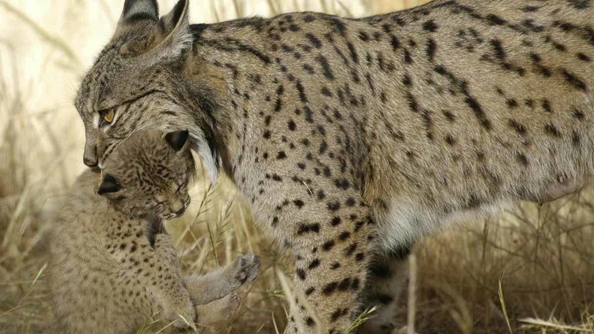 Un lince ibérico, con su cachorro