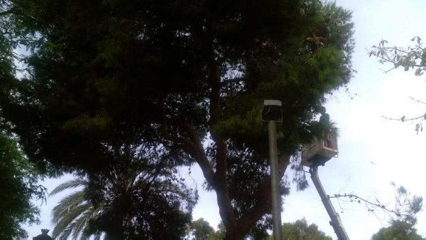 Talan de urgencia un pino en la plaza de cronista Valverde