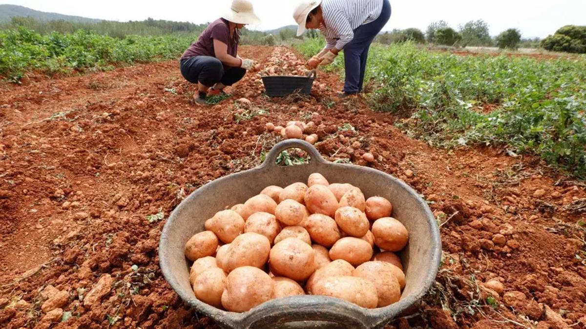 Una superficie agraria.