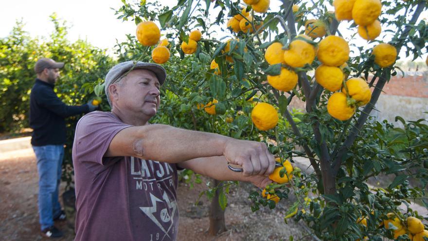 La producción de naranjas aumenta en Castellón por la menor presencia de &#039;cotonet&#039;