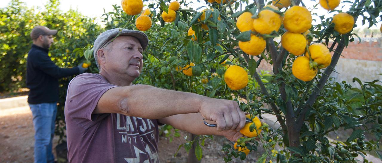 La producción citrícola crecerá este año en Castellón.