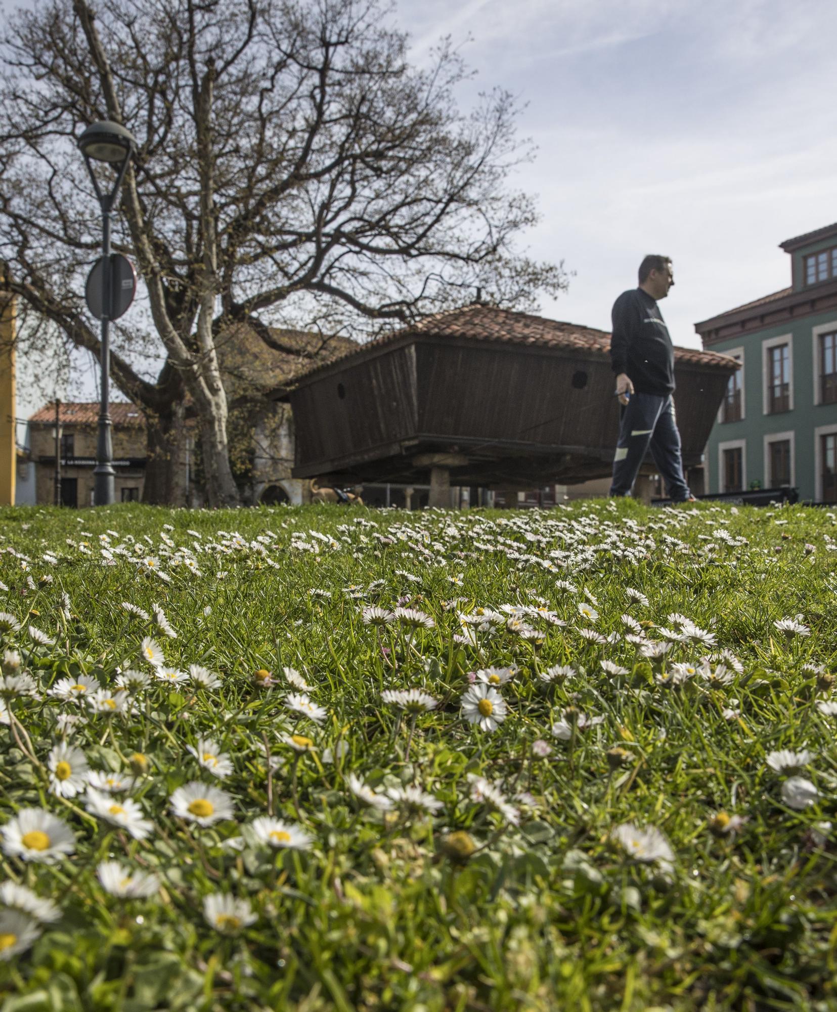 La primavera ya está llegando y así se deja notar en Avilés