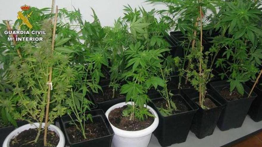 Arrestado con 28 plantas de marihuana