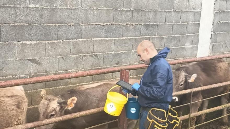 Culmina la vacunación de 18.600 cabezas bovinas en Boltaña frente a la Dermatosis Nodular Contagiosa
