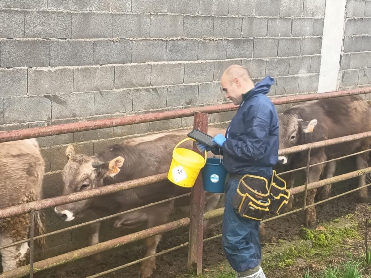 Un veterinario vacuna a varias vacas, en una imagen de archivo.