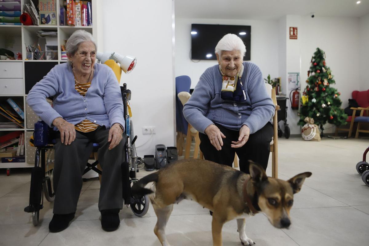Frida, la perra de terapia asistida en una residencia de Zaragoza