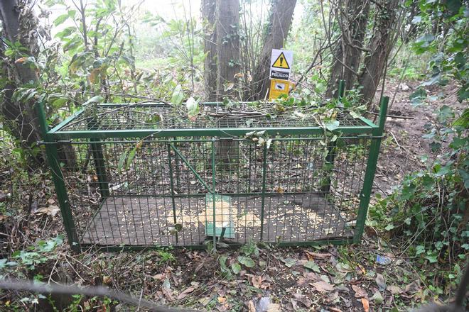 La Xunta instala en dos barrios las jaulas para atrapar a los jabalís 'urbanitas'