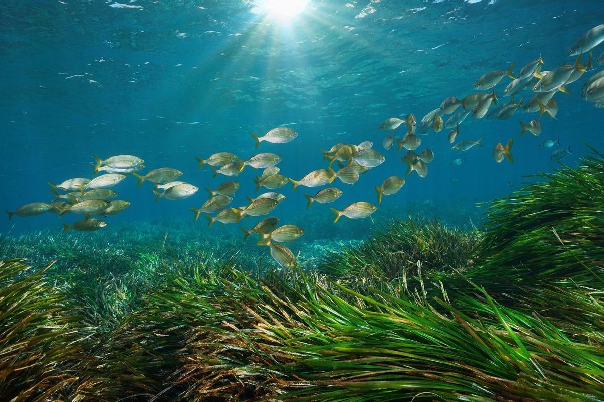 Peces nadando sobre posidonia