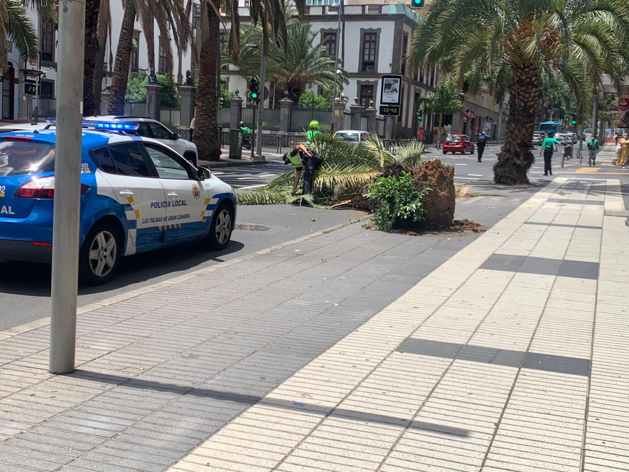 Caída de una palmera en la calle Muelle Las Palmas
