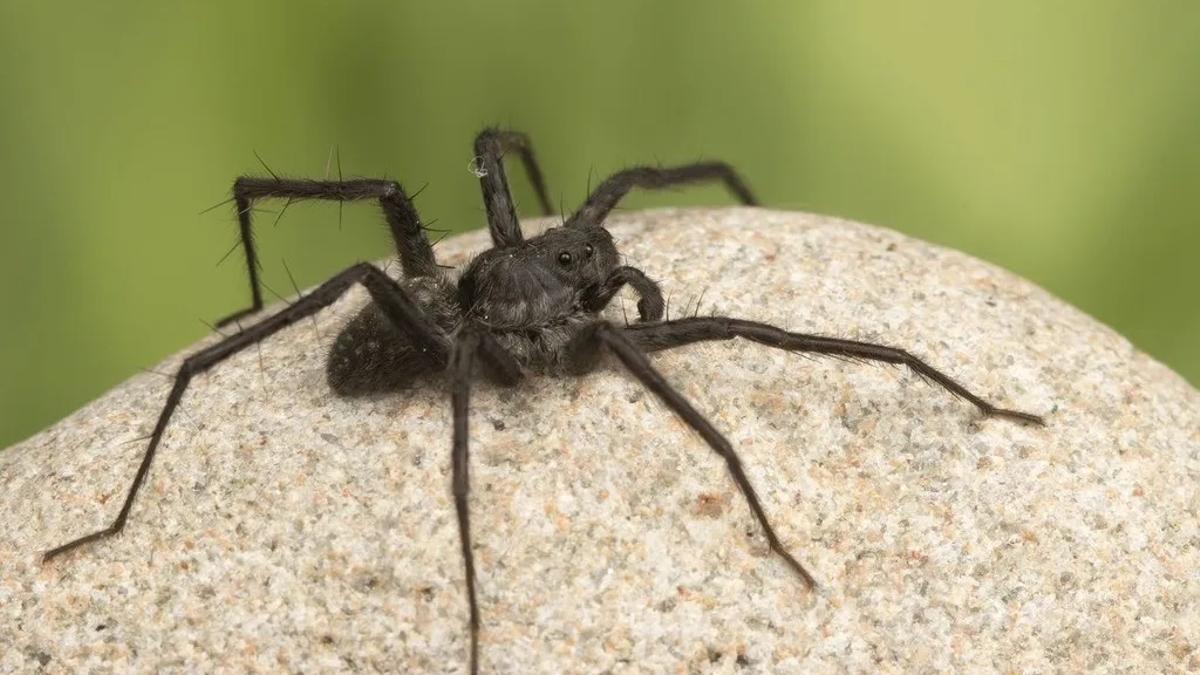 Imagen de archivo de una araña