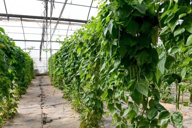 Dos jóvenes agricultores que cultivan, procesan y