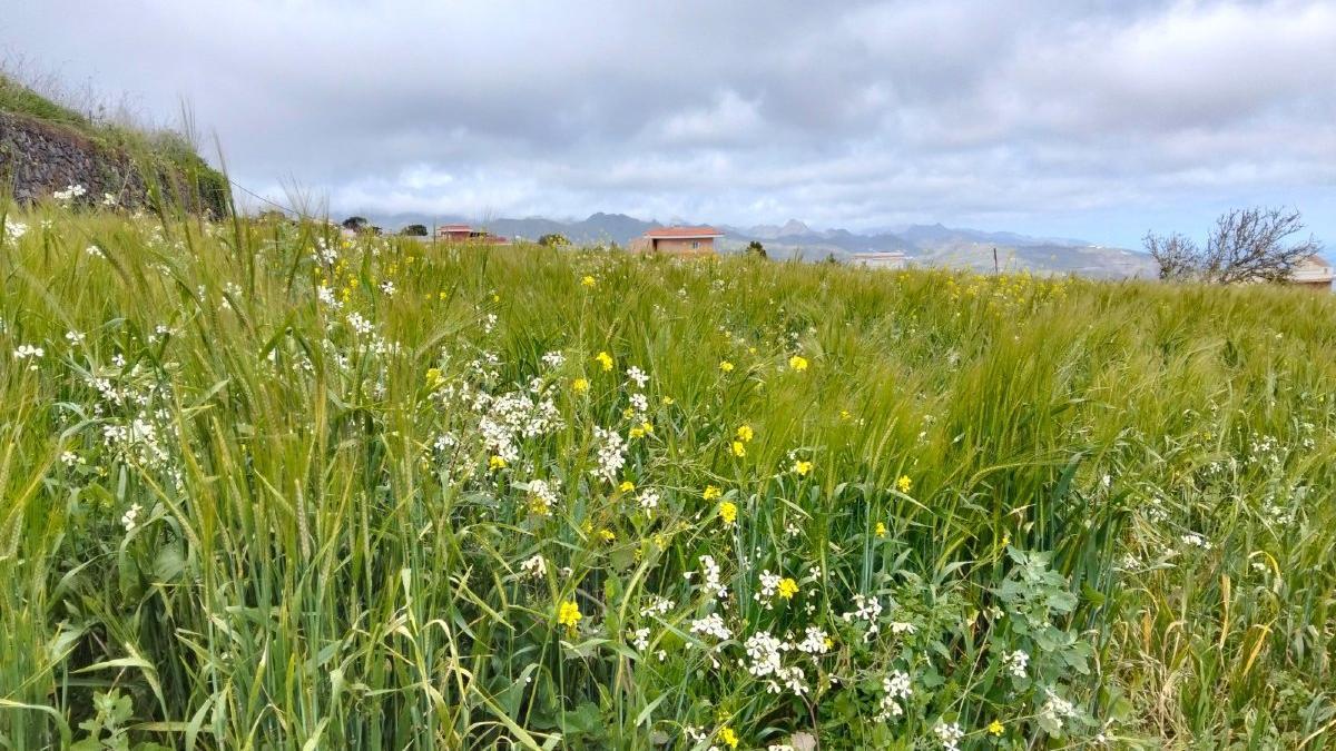 Una de las fincas de La Laguna dedicadas a los cereales de la Asociación para la Producción y Transformación de Cereales (APTC).
