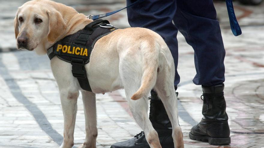 Piden que se adiestre a los perros policía para detectar venenos para animales