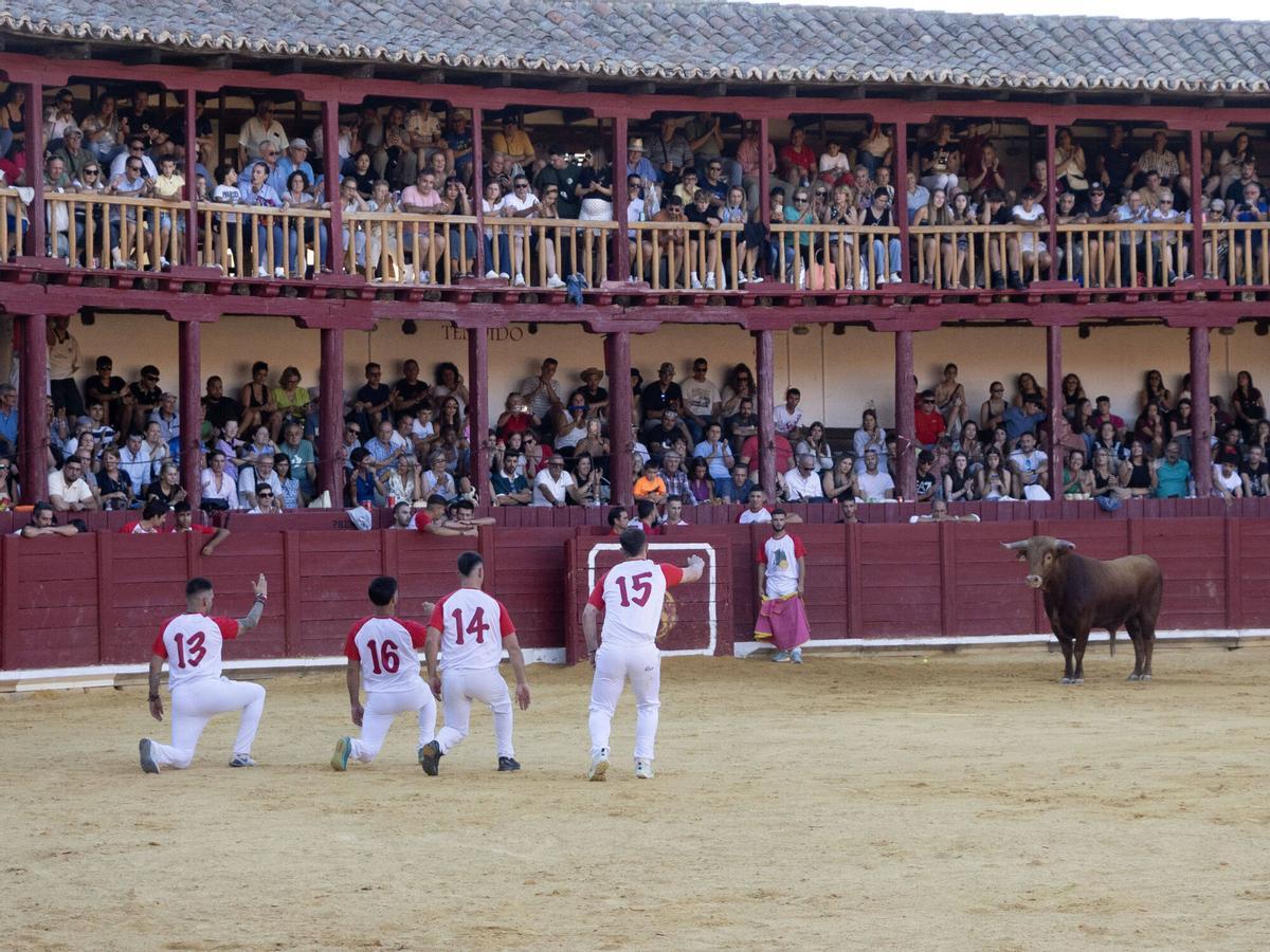 Concurso de cortes, Toro 2026