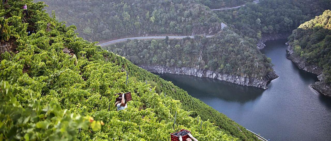 Viticultura heroica en las Ribeira Sacra, otro de los atractivos de la candidatura. |   // BRAIS LORENZO