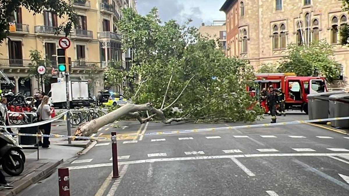 La caída de un platanero en el cruce de Bruc con Aragó obliga a cortar el tráfico en Barcelona