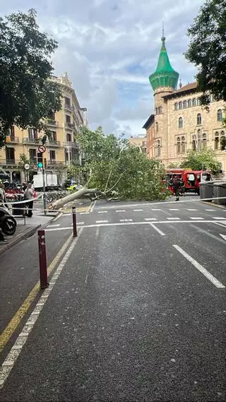 Herido leve un motorista tras caer un árbol de grandes dimensiones en Barcelona