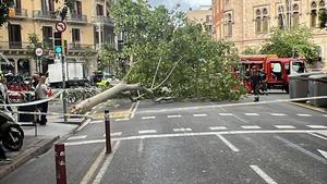 La caída de un platanero en el cruce de Bruc con Aragó obliga a cortar el tráfico en Barcelona
