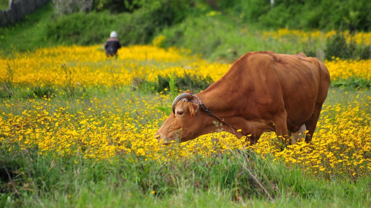 Una vaca, en una imagen de recurso.