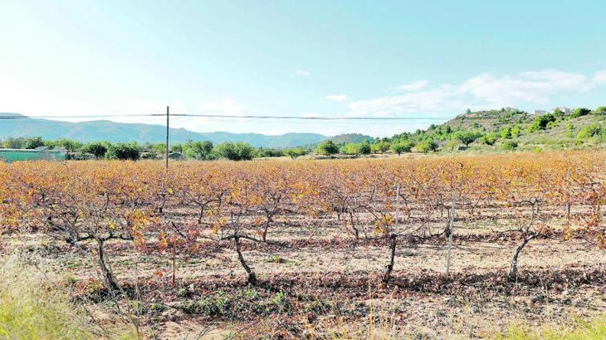 Terrenos de secano donde va la planta. | M.A. MONTESINOS