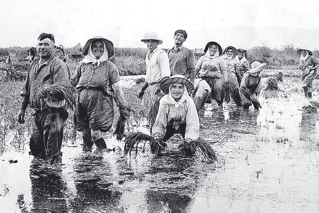 Jornaleras y jornaleros plantando arroz en s’Albufera.