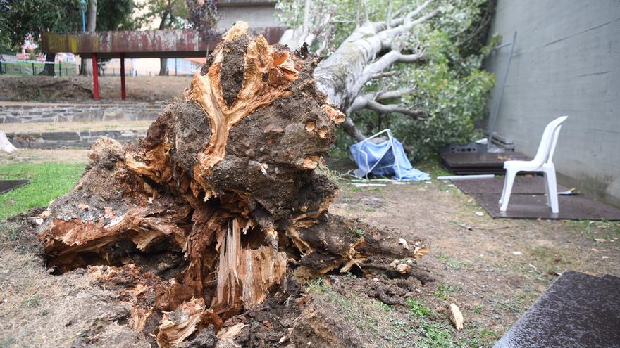 Un árbol de más de diez metros de altura se desploma en el Barrio de las Flores