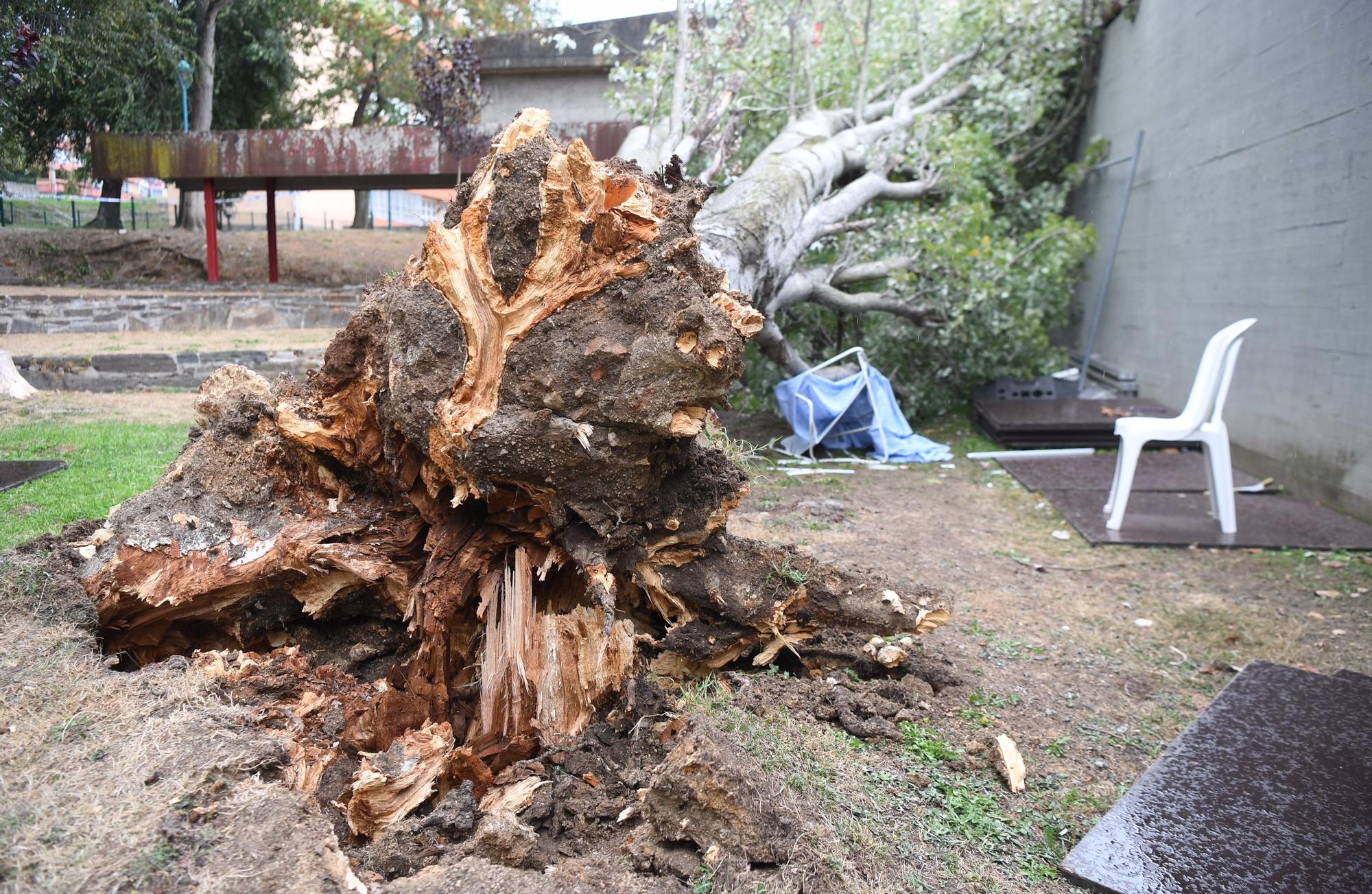 Un árbol de más de diez metros de altura se desploma en el Barrio de las Flores