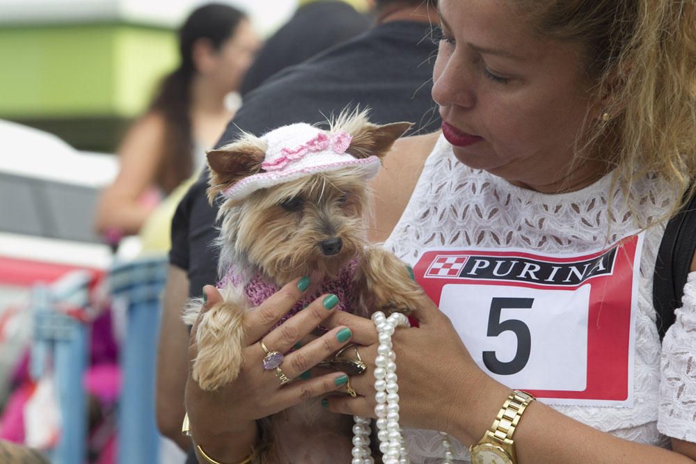 Exhibición de perros mascota enAlcampo de Telde